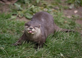 otter sticking tongue out.