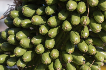 Agave auf Madeira, Makro