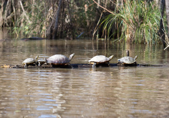 Turtles in a row