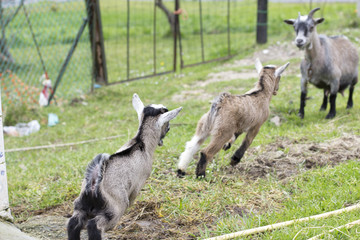Obraz premium Goats