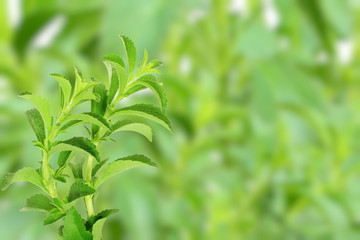 sugar substitute Stevia plant on unfocus background