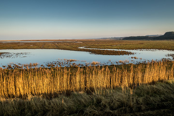 Reeds and reedbeds in Norfolk on a winter afternoon