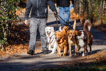 Walking dogs job