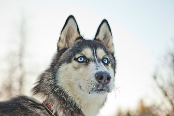 Husky racing portrait