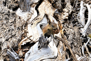 Tamia à Brice Canyon