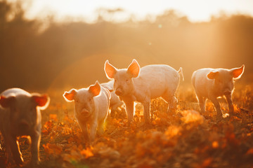 Happy piglets playing in leaves at sunset - 142832689