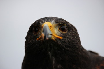 Ein Blick wie ein Adler