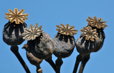 Ripe poppy head close-up on a light blue background