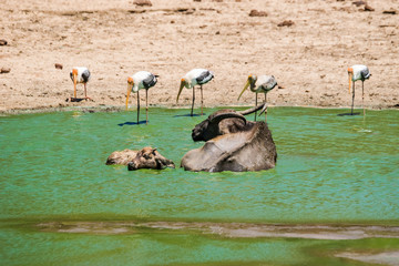 Wild asian buffalo (Bubalus arnee) with baby in water pond. Uda walawe national park, Sri Lanka.