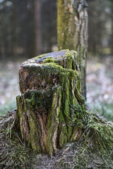 Las  © RegnumInvictum