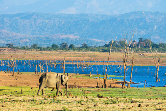 Lone asian elephant walking in Udawalawe natinal park.