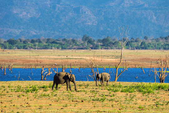 A couple of asian elephants in Udawalawe national park, Sri Lanka.