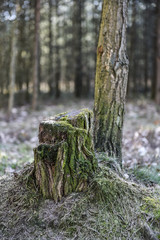 Las  © RegnumInvictum