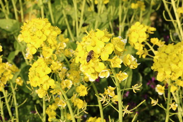 菜の花と蜂