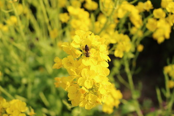菜の花と蜂
