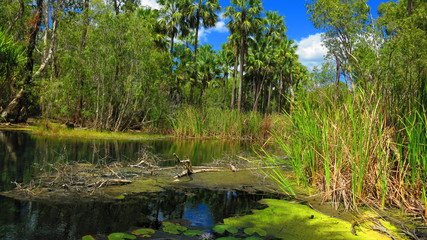 Crocodile infested waters in tropical forest in the Northern Territory, australia