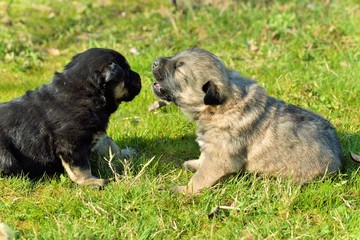 Puppies standing together