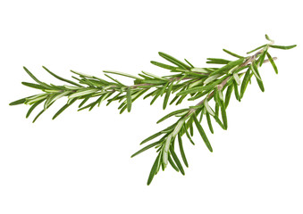 Two sprig of rosemary isolated on white background