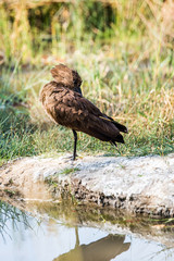 Hamerkop (Scopus umbretta) standing next to a small pool of water in Moremi game reserve national park. Botswana, Africa.