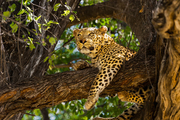 Fototapeta na wymiar Leopard in tree. Okavango delta, Moremi game reserve, Botswana