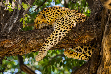 Sleeping leopard in tree. Moremi game reserve in Okavango delta, Botswana, Africa.