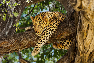 Leopard in tree. Okavango delta, Moremi game reserve, Botswana