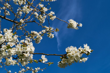 Blooming cherry tree in spring on a blue sky background (Prunus avium)