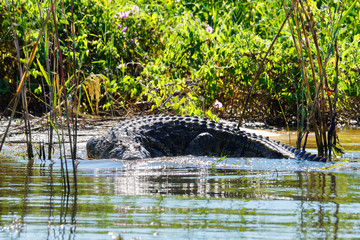 Nile Crocodile (Crocodylus Niloticus) at waters edge. Zambezi river bank, Zambia.