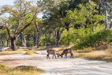 Two waterbuck bulls fight over cow rights. Moremi game reserve national park, Okavango delta, Botswana.