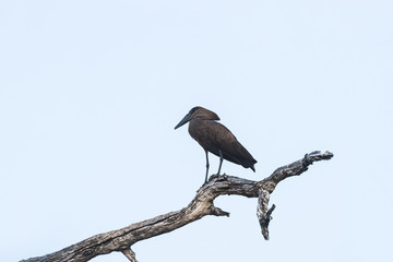 Hamerkop (Scopus umbretta) perched on the tree branch in Moremi game reserve national park. Botswana, Africa.