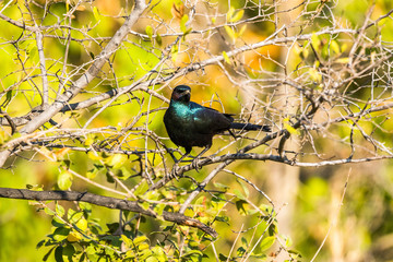 Blue iridescent bird, burchell`s starling, sitting on a tree in Moremi game reserve national park, Botswana, Africa