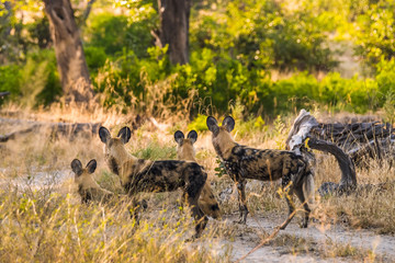 Naklejka na ściany i meble A group of African wild dogs listening. Moremi Game Reserve. Okavango delta, Botswana, Africa.
