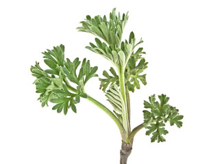 Sagebrush twig isolated on white background