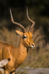 Naklejka na ściany i meble Impala ram with large horns. Moremi game reserve, Botswana, Africa.