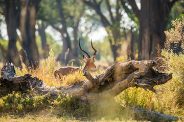 Rear view of impala ram with large horns. Moremi game reserve, Botswana, Africa.