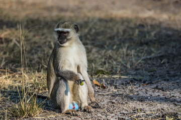 Male vervet monkey (Chlorocebus pygerythrus) sitting on the ground. Moremi game reserve, Okavango delta in Botswana, Africa.