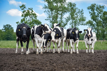 Eine Gruppe Holstein-Friesian Rinder auf der Weide stehen im Schlamm