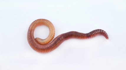 Earthworm on white background, macro photo
