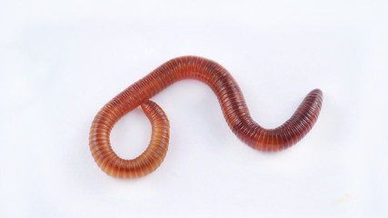 Earthworm on white background, macro photo