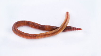 Earthworm on white background, macro photo