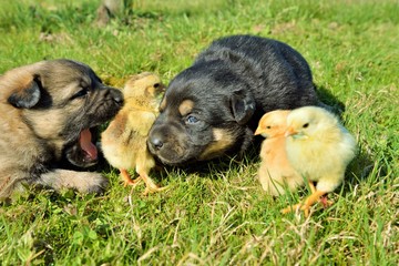 Naklejka na ściany i meble Puppies and baby chicken standing together