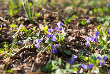 The first spring flowers in the forest