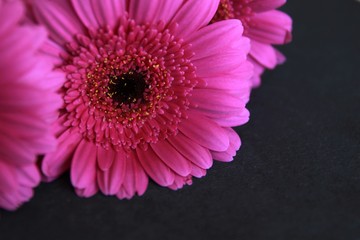 Obraz premium Purple Gerbera Daisy. Gift