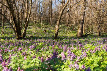 The first spring flowers in the forest
