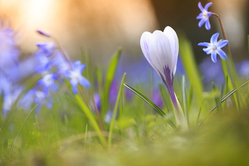 Frühlingsblumen in blau 