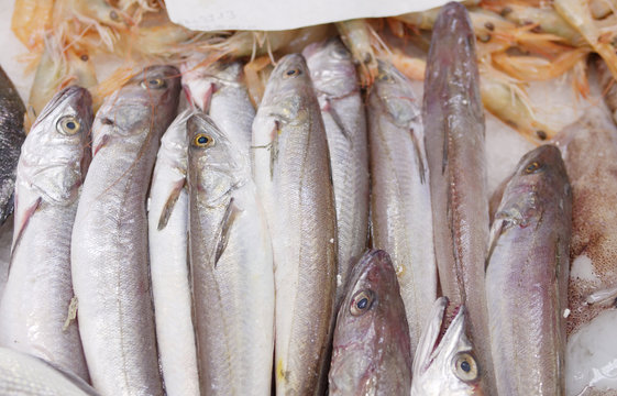 Fresh ice cooled hakes on a fish market stall