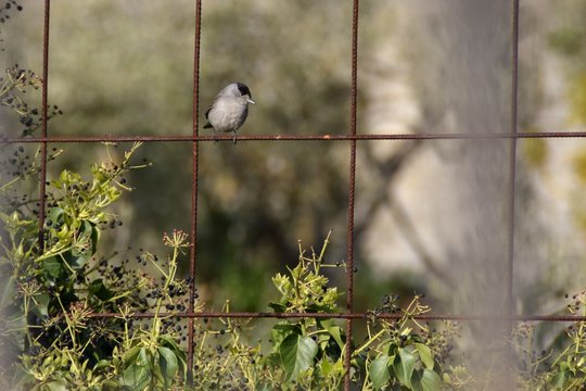 Capinera sul recinto del giardino e frutti di edera