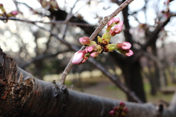 桜の花の蕾