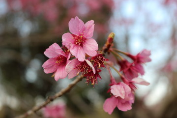 桜の花