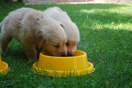 Cachorros de perro tomando agua de un plato amarillo